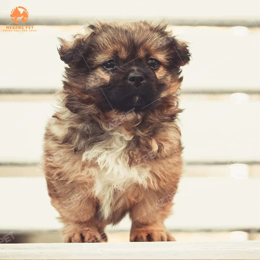 Chó Bắc Kinh giá rẻ tại Tphcm, Đồng Nai, Bình Dương